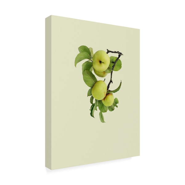 Incado 'Apple Tree I' Canvas Art,35x47